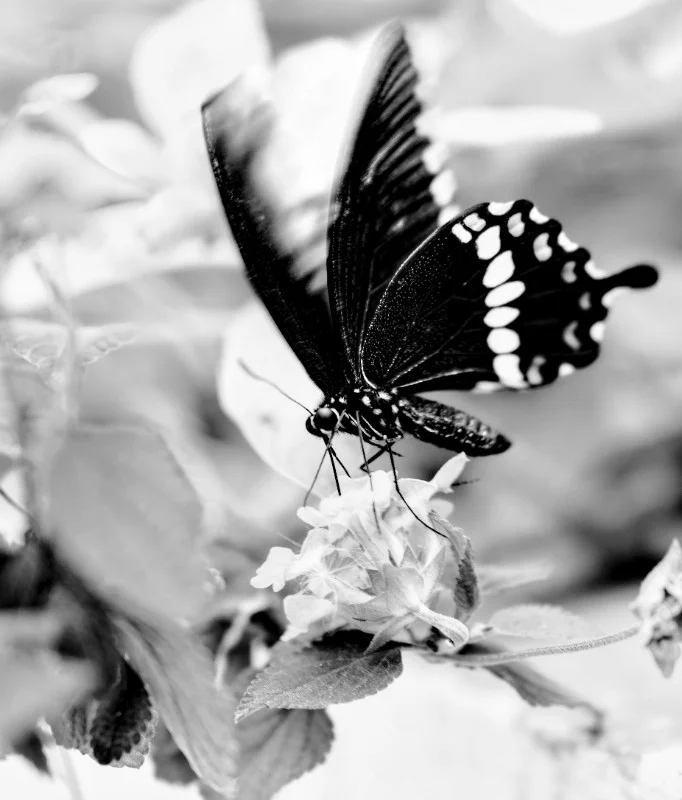 Common Mormon